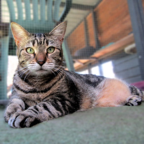 No photo for Tigerlily 