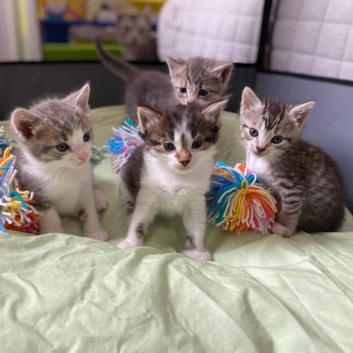 Rescue Kitten Showroom