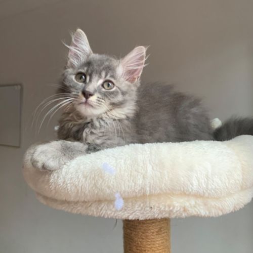 Orlando 🐾💙🐾💙