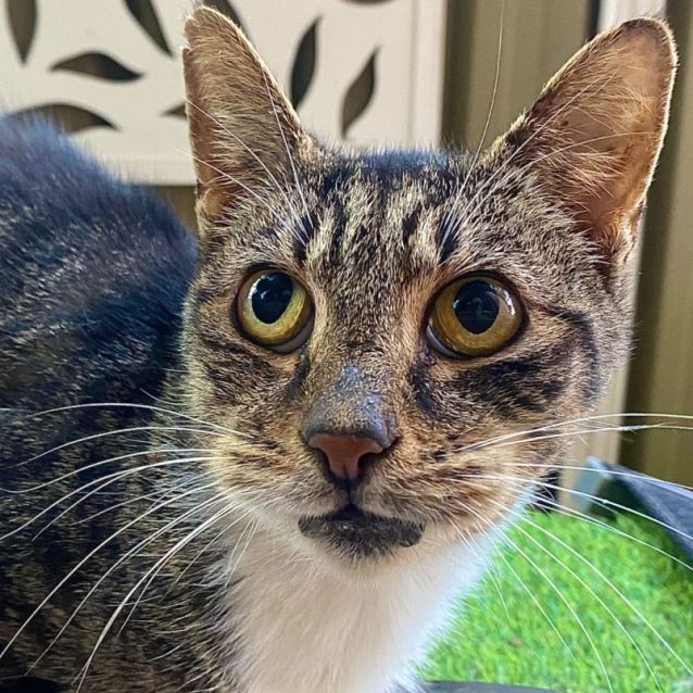 Photo of Hope (Experienced Owners Only) 