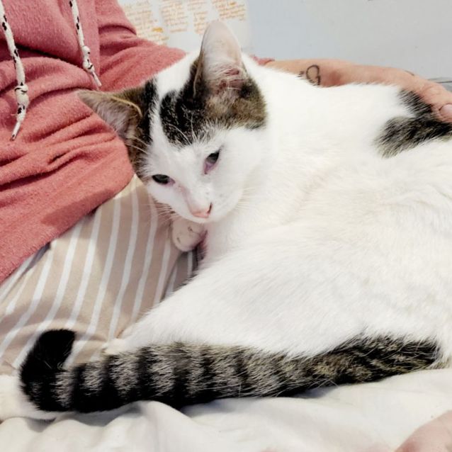 Photo of Rice Pudding. Loves Dog, Cats, Kids!