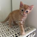 Photo of Pumpkin