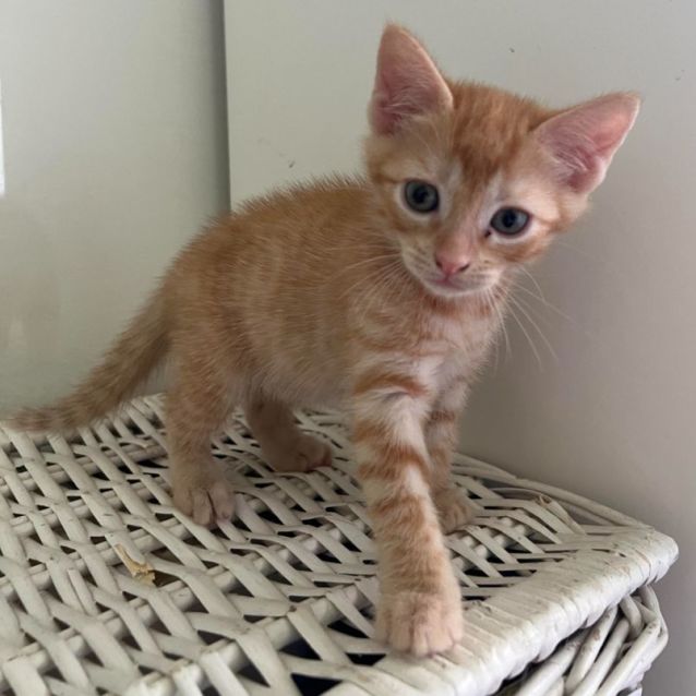 Photo of Pumpkin