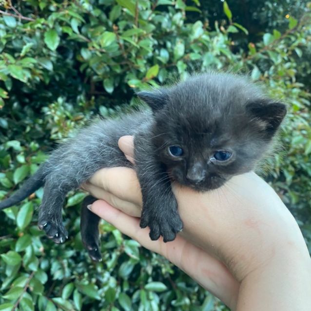 Photo of Michel Gerard