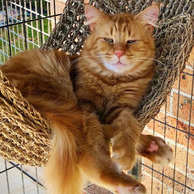 Photo of Garfield