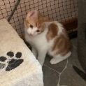 Photo of Ginger Biscuit   Can Assist With Transport 