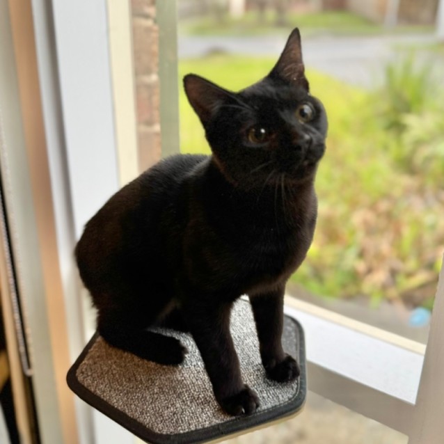 Photo of Fantastic Fudge