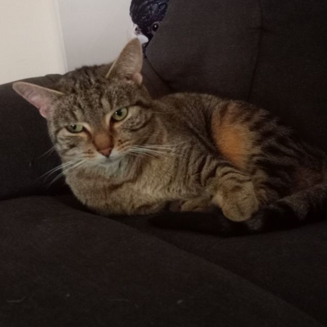 Photo of Layla   Can Transport To You