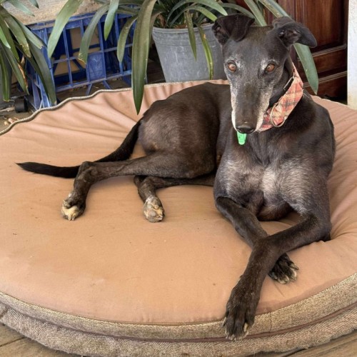 Chloe, the greyhound