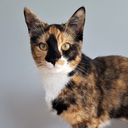 Aria ^^Dandy Cat Rescue^^