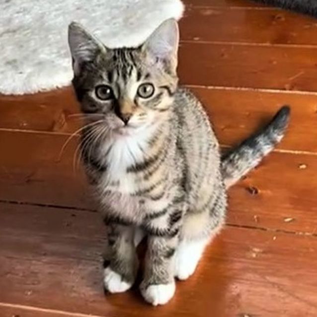 Photo of Tangerine ^^Dandy Cat Rescue^^