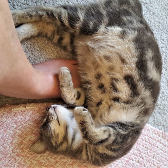 Photo of Nova ^^Dandy Cat Rescue^^