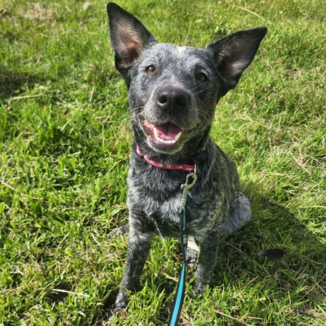 Heeler medium discount
