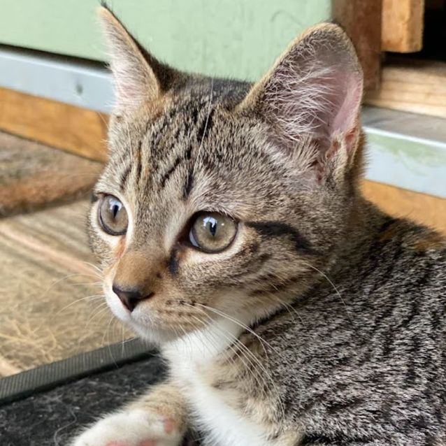 Photo of Petal