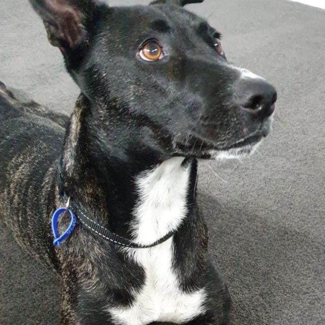 Photo of Bindi ~ Staffy X Ridgeback (On Trial 3/8/19)