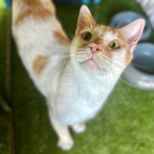 No photo for Biscuit