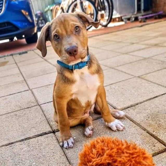 Photo of Bruno 🐶🐻