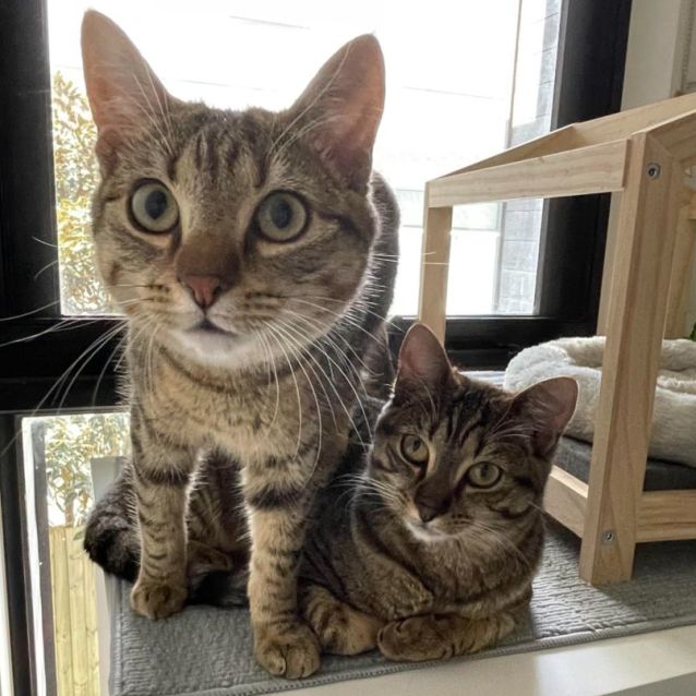 Photo of Lou Lou & Lemon ^Dandy Cat Rescue^