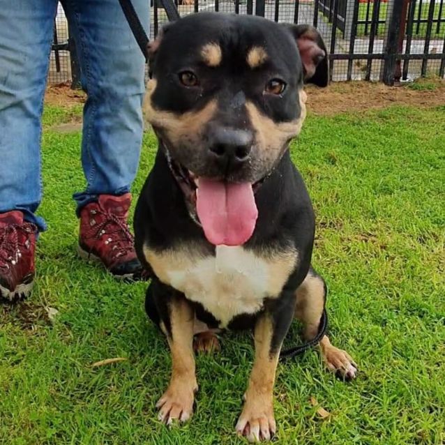 Photo of Zesha Dl2705