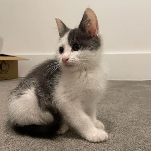 Photo of Curry ** 2nd Chance Cat Rescue**