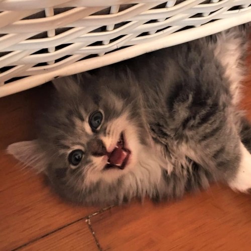 Duncan ^Dandy Cat Rescue^
