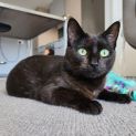 Photo of Midnight