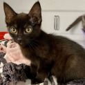 Photo of Salem