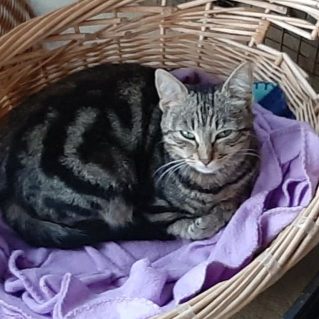 Photo of Sharni. $200. Already In Foster Care Thanks :)