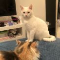 Photo of Snowie