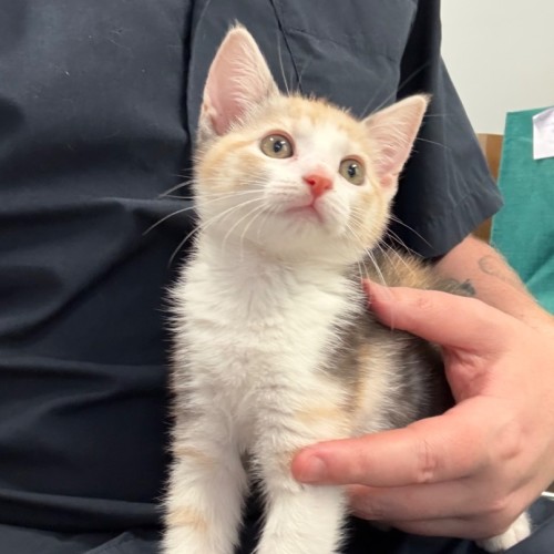 No photo for 🧙 Hermione