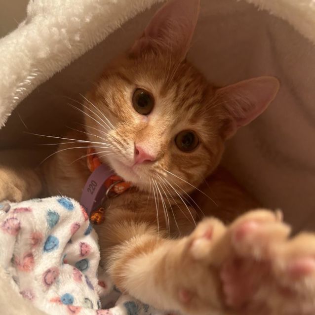 Photo of Clayton 🍊