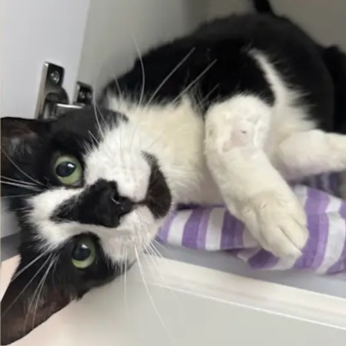 Ariki* 9 Lives Project Rescue*