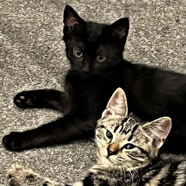 Photo of Dove ^^Dandy Cat Rescue^^