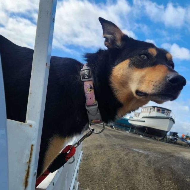 Photo of Dixie Normous