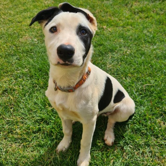 Photo of Soos (Pronounced Like Dr Seuss!)