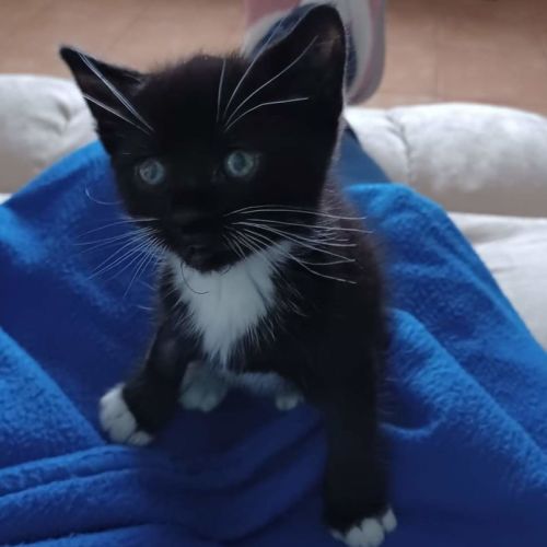 Stitch**2nd Chance Cat Rescue**