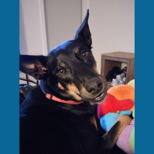 Molly 🥇 4yo kelpie (on hold)