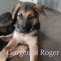 Photo of Roger (Adoption Pending)