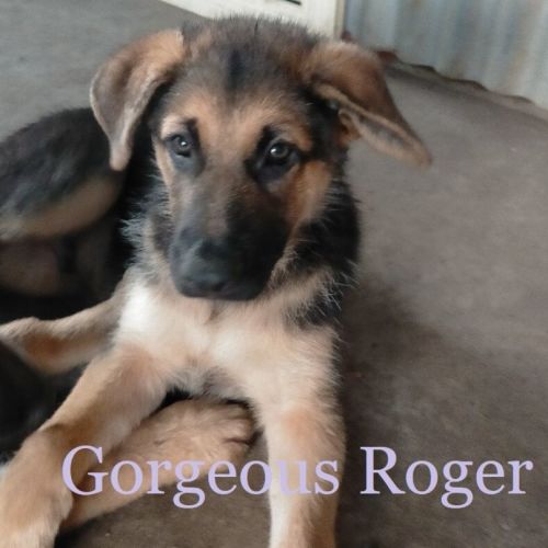 Roger (adoption pending)