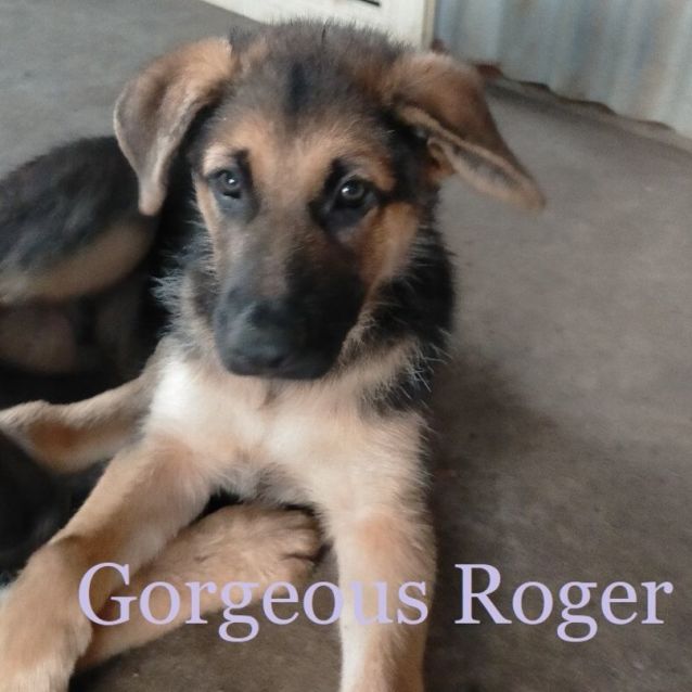 Photo of Roger (Adoption Pending)