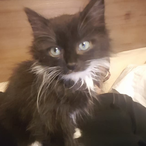 Sootie **2nd Chance Cat Rescue**