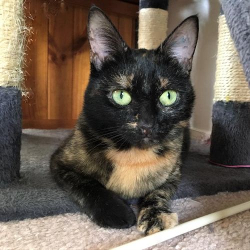 Clover ^Dandy Cat Rescue^