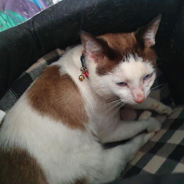 Photo of Star