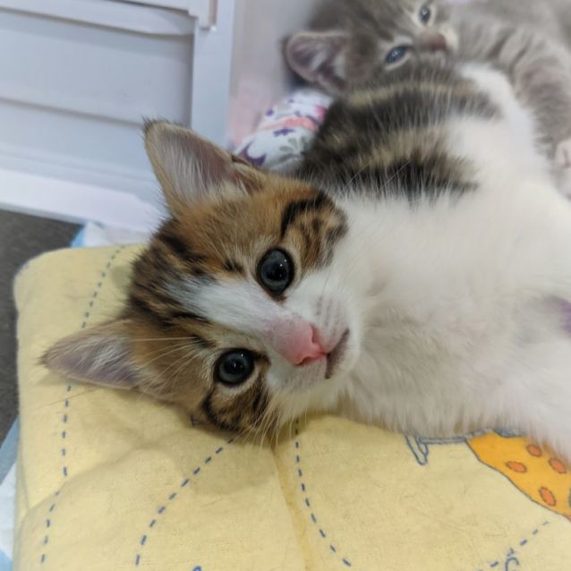 Photo of Lily ^^Dandy Cat Rescue^^