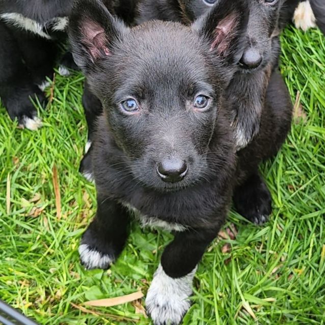 Photo of Firefly