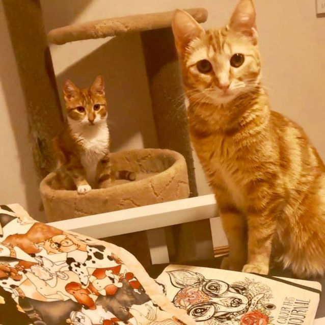 Photo of Bridie.  $100 Christmas Special