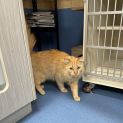 Photo of Honey