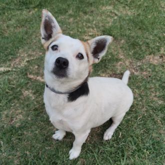 Small Female Jack Russell Terrier x Shih Tzu Mix Dog