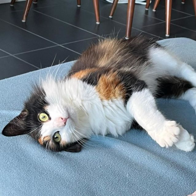 Photo of Brownie