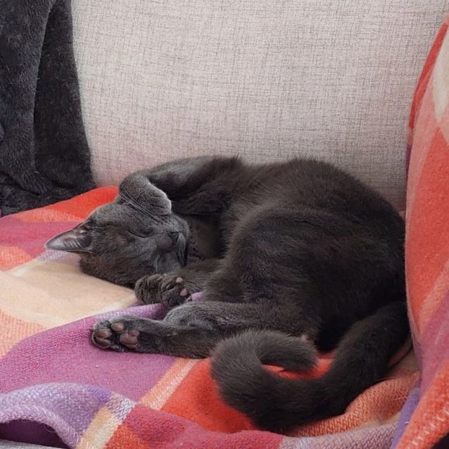 Photo of Beatrice ^^Dandy Cat Rescue^^